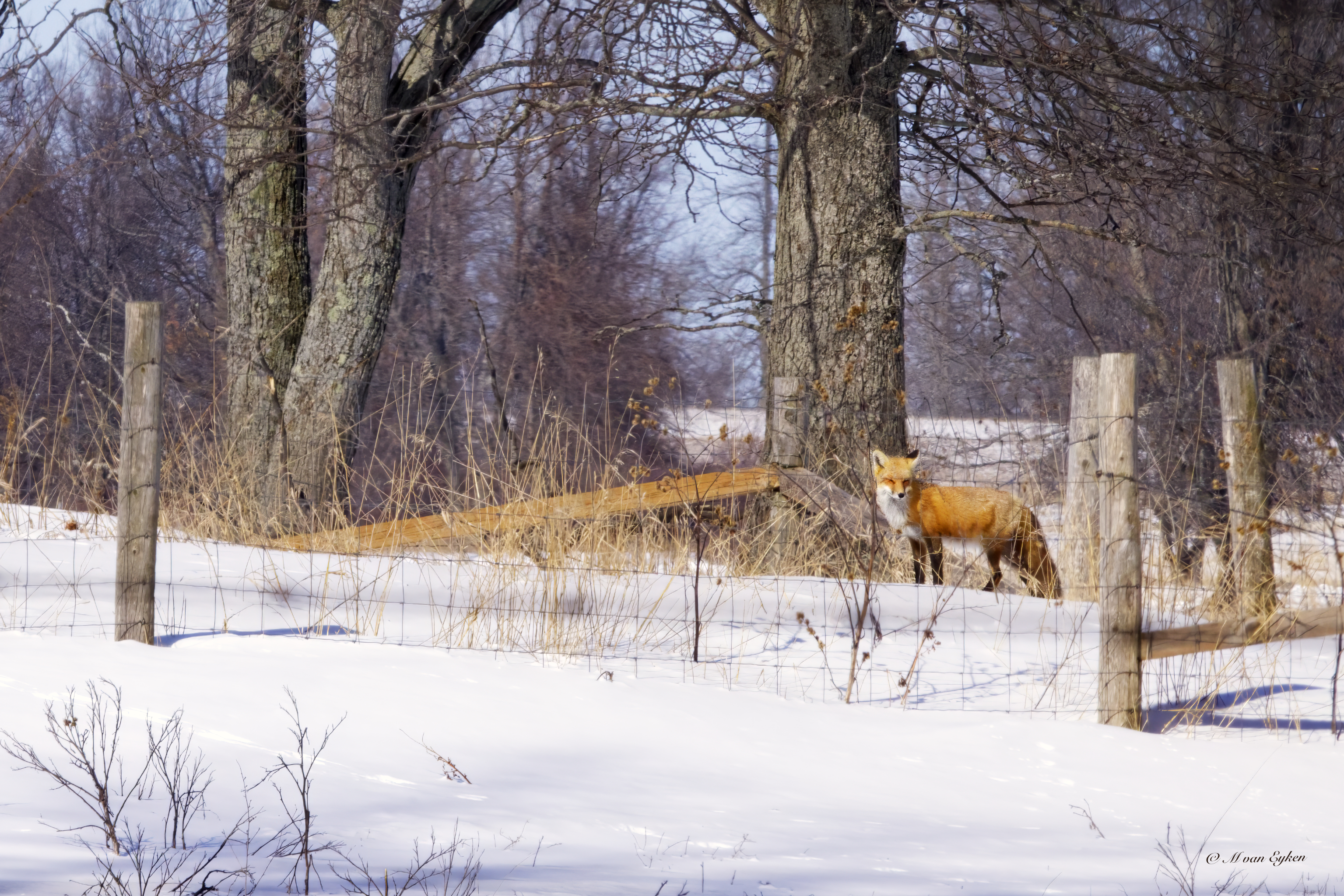 A red fox stands alert in a rural winter landscape in Amherst, Ontario, its flaming russet coat contrasting with the pristine snow and bare trees surrounding it.
