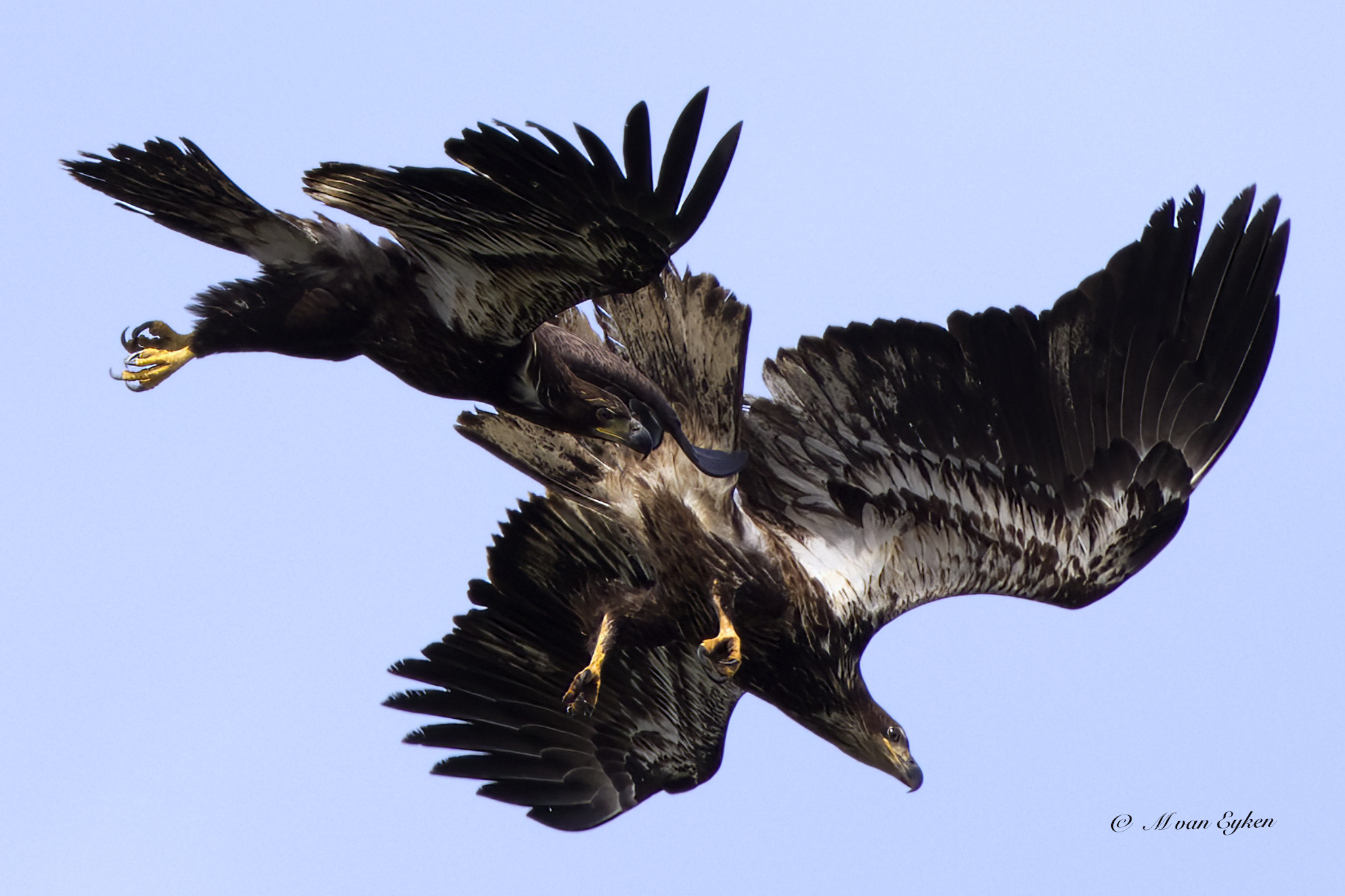Two immature Bald Eagles clash mid-air, talons out and wings ablaze against a pale winter sky.