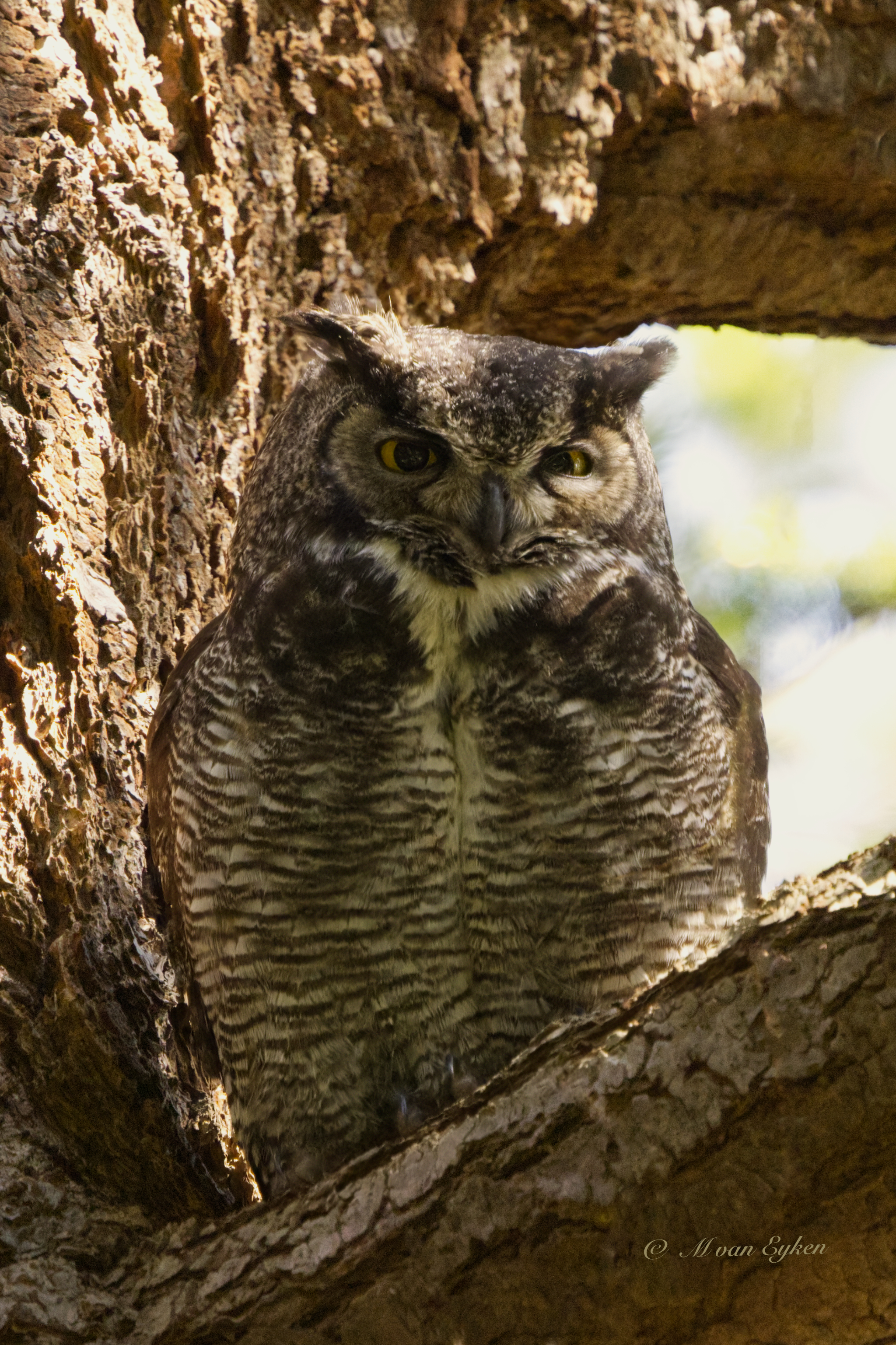 A patient search through the forest yields a quiet reward — a Great Horned Owl hiding in plain sight.