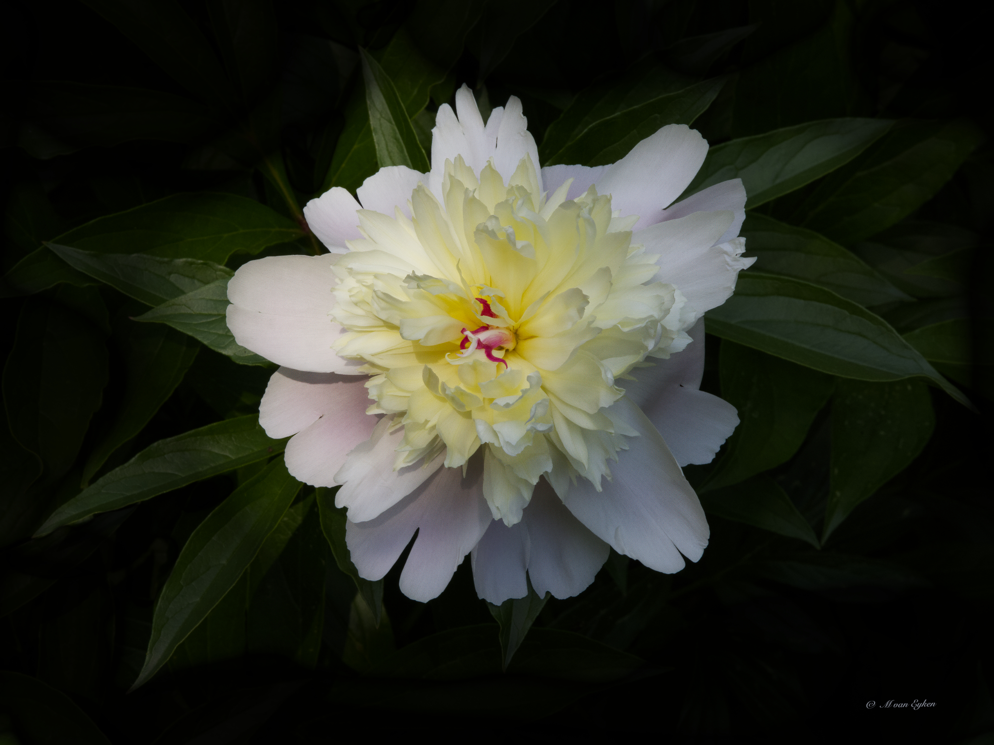 White Peony