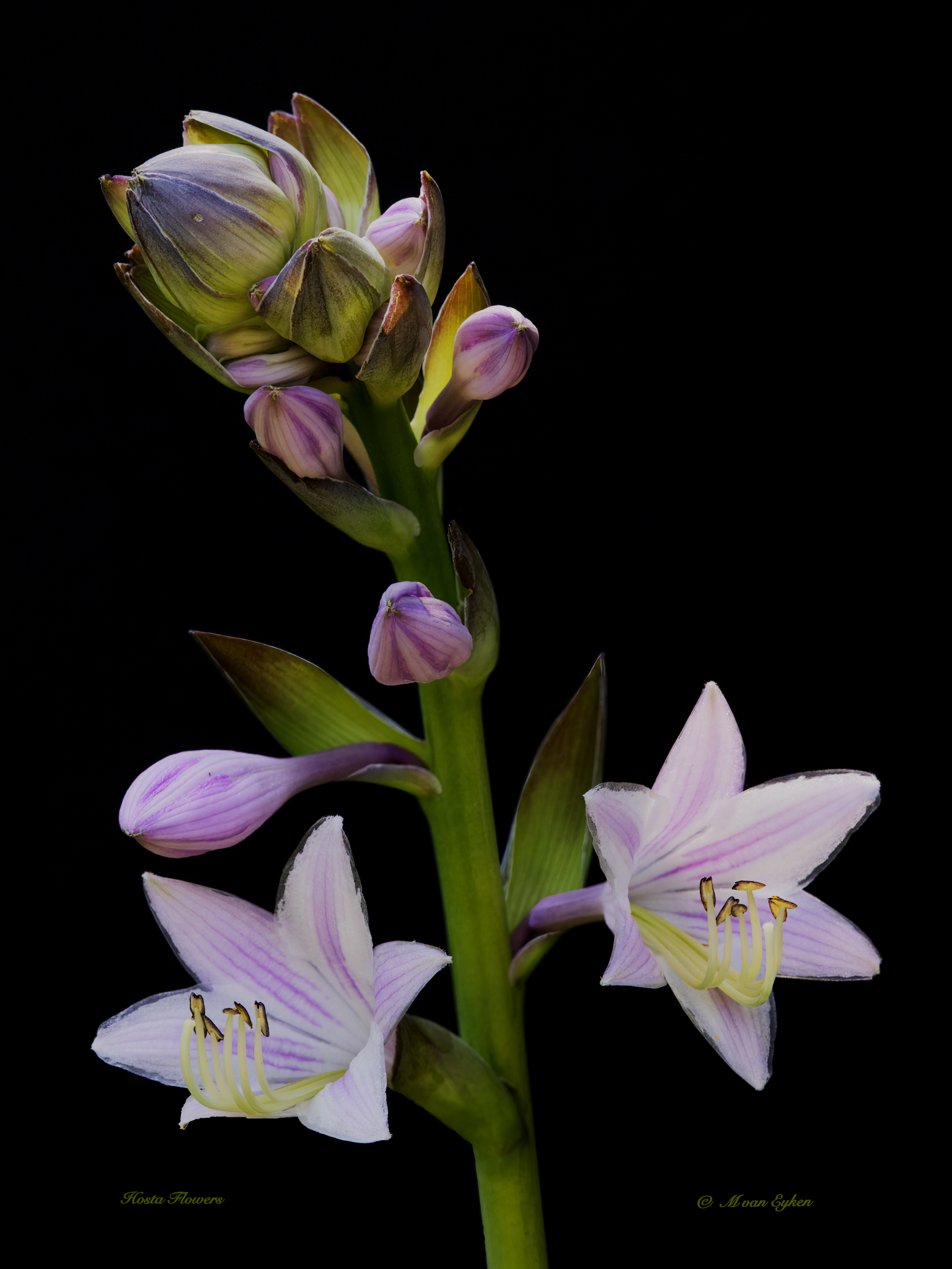 Hosta Flowers