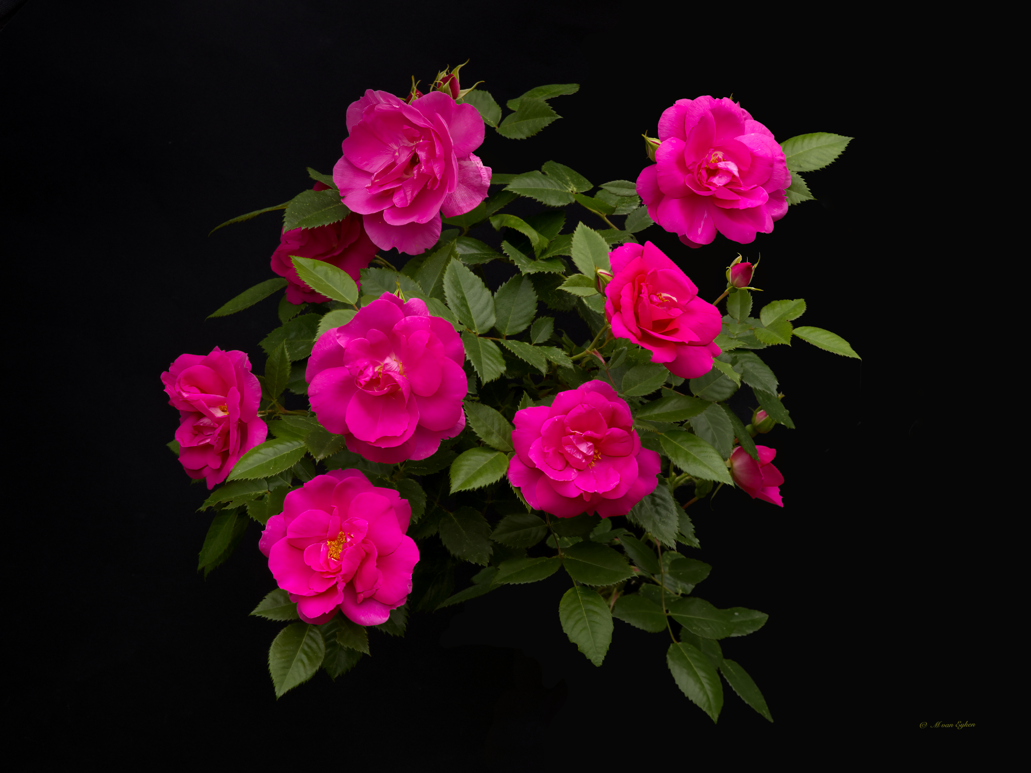 Rose Félix Leclerc
