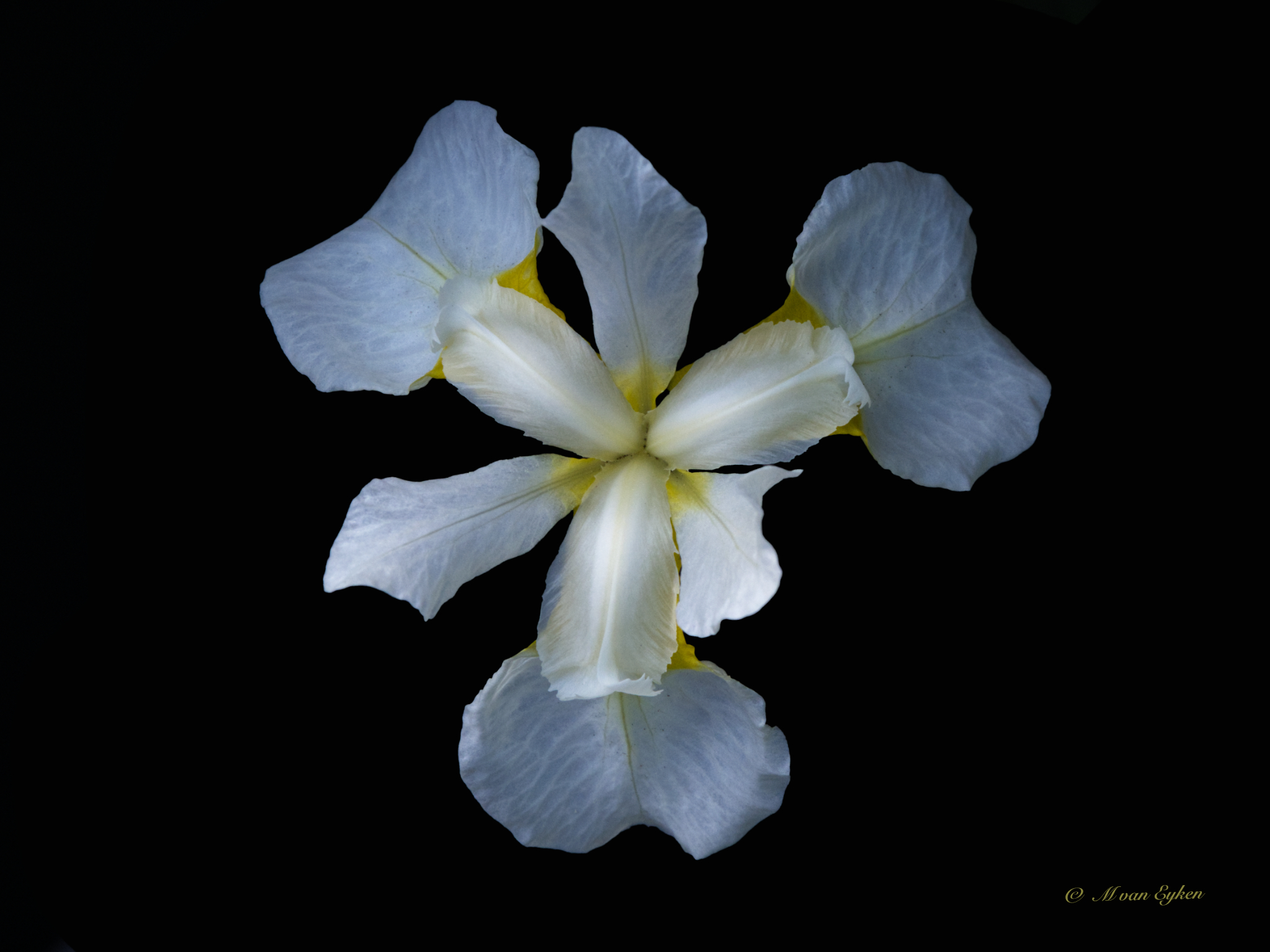 Dwarf white iris