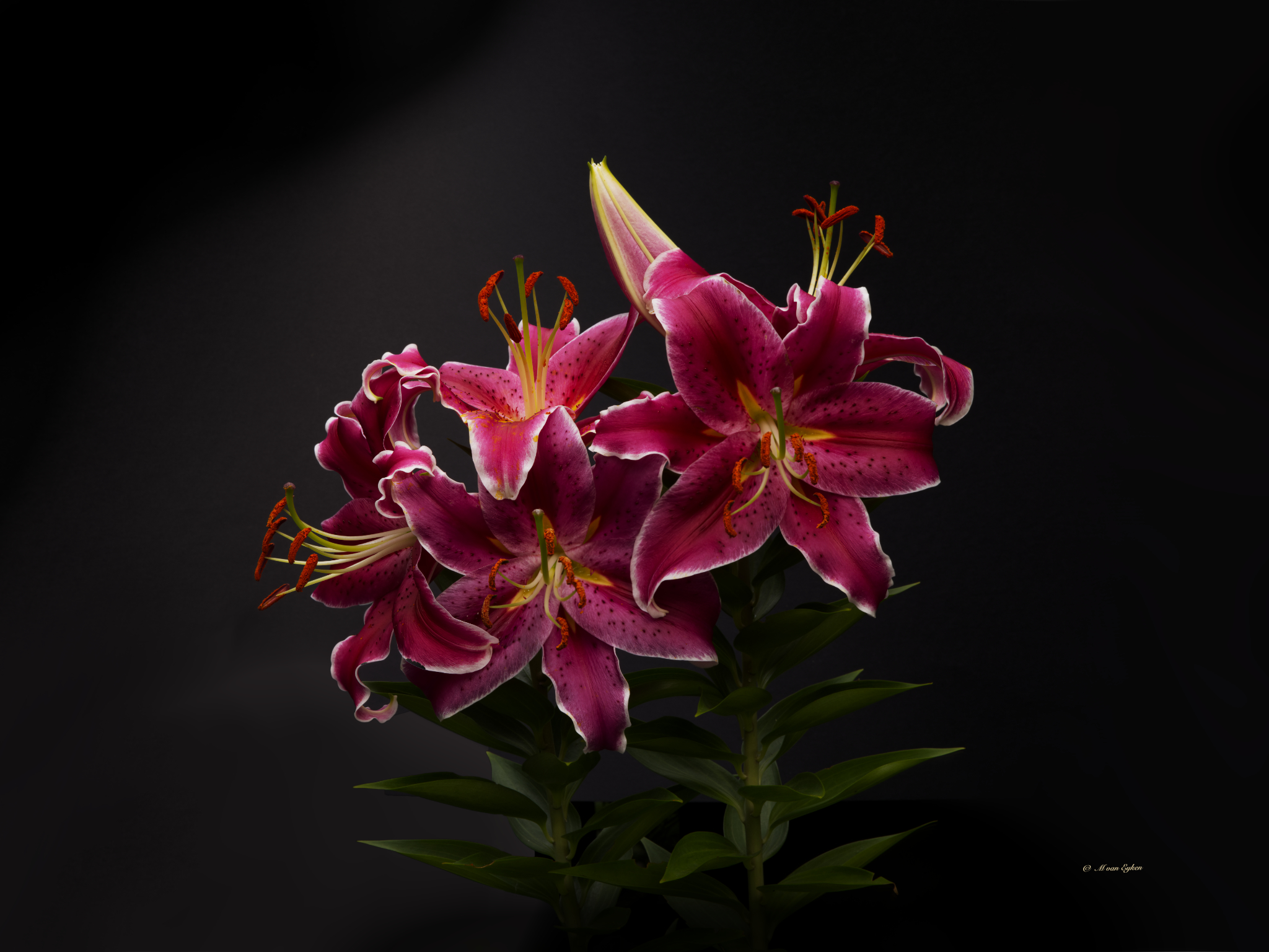 Lilium - A Study in Perseverence