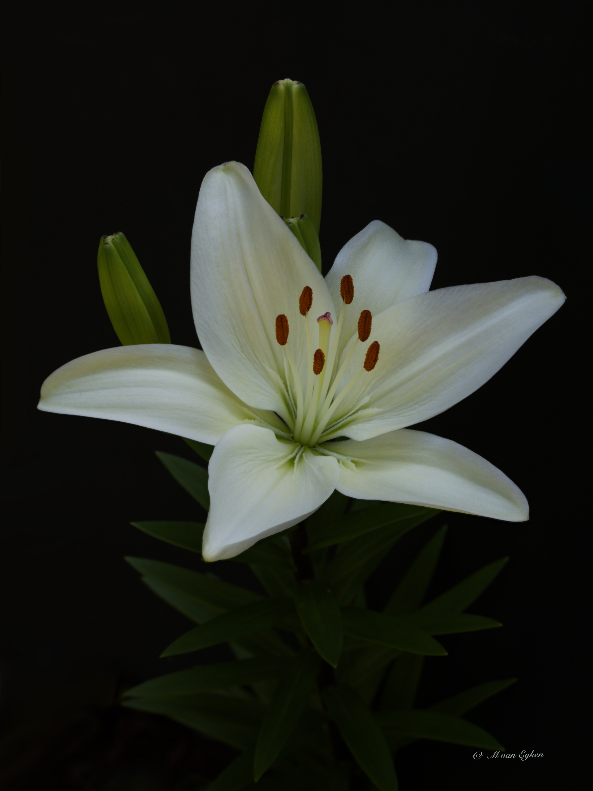 Soft White Asiatic Lily