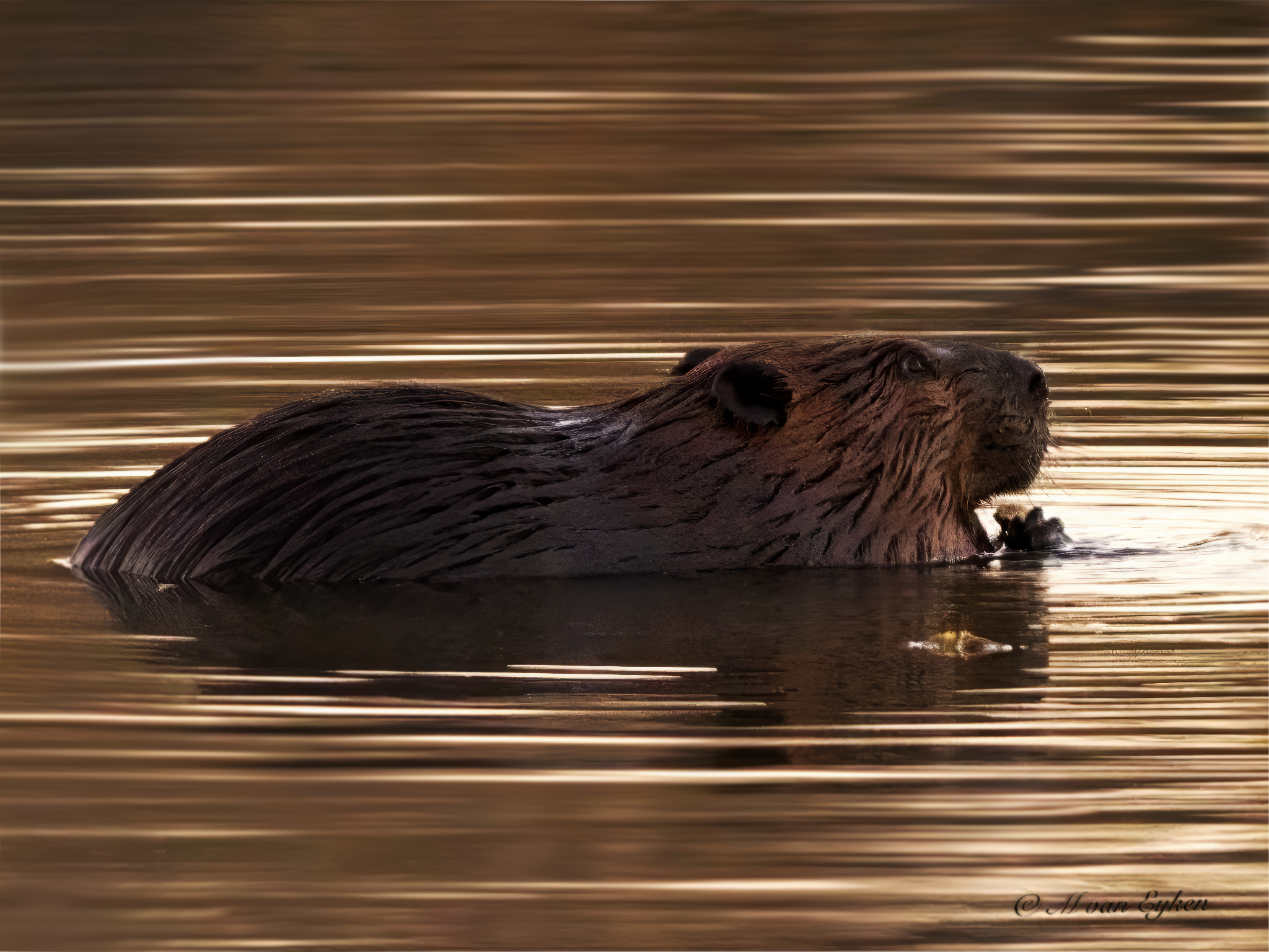 Beaver at Dusk, Tylee Marsh