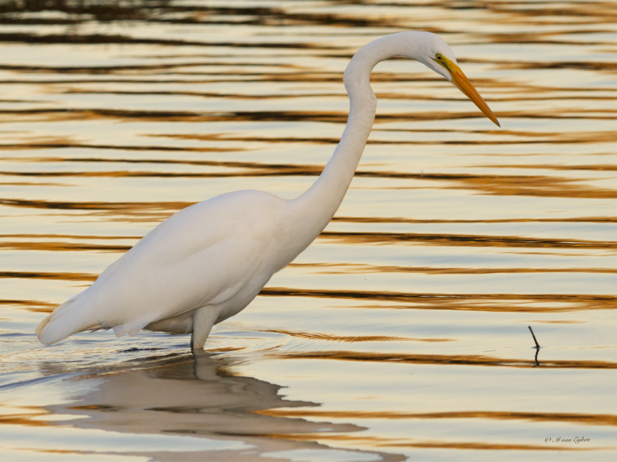 Great Egret, Golden Hour at Tylee Marsh