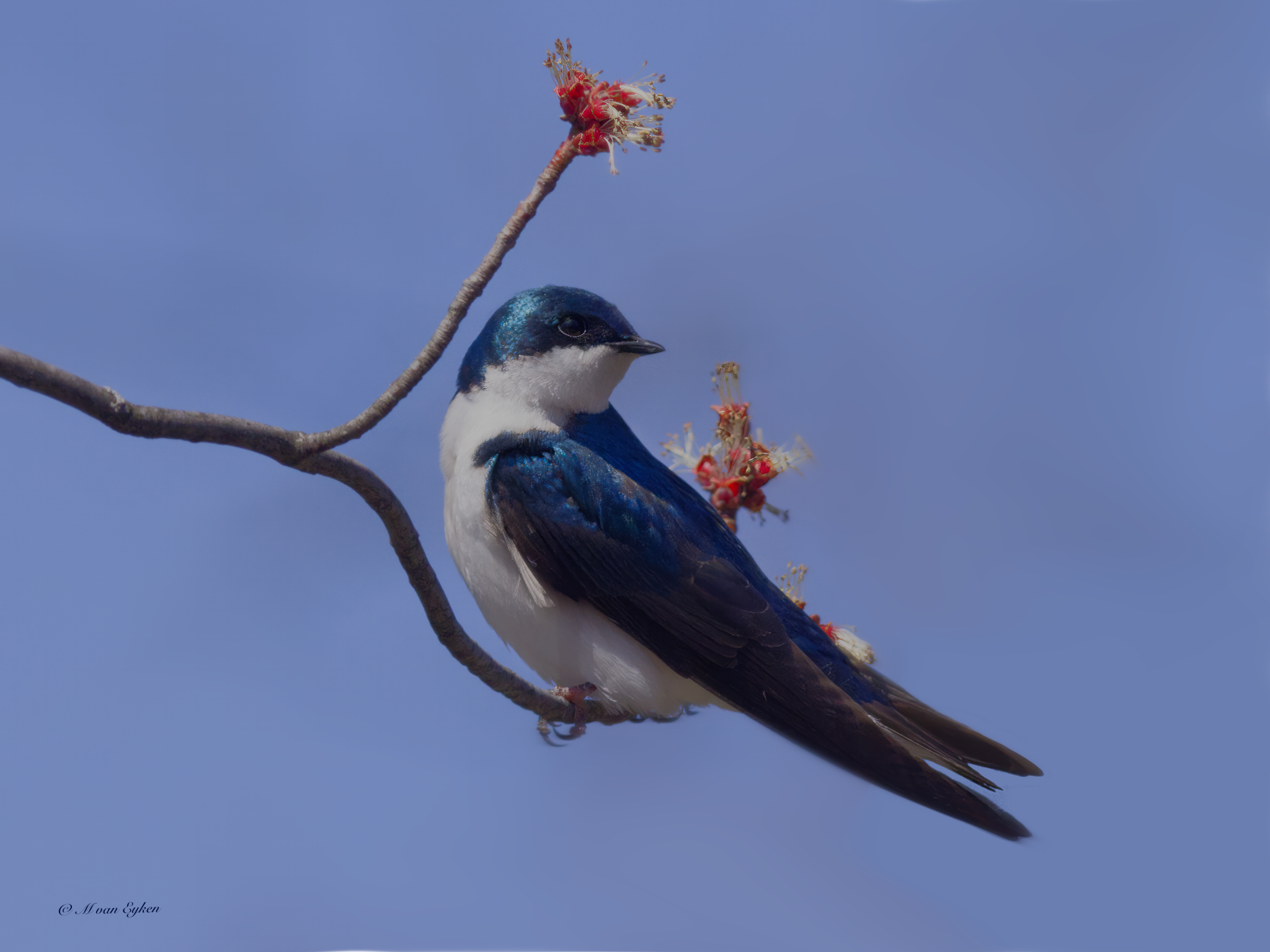 Tree Swallow, Tylee Marsh
