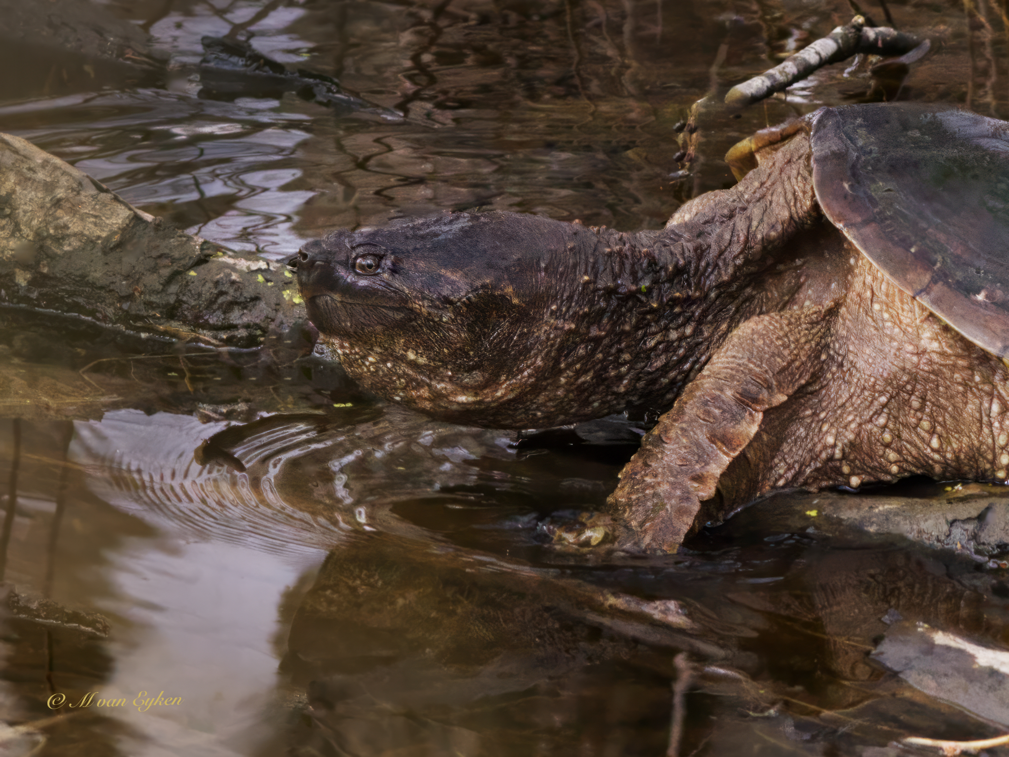 Ancient Turtle, Tylee Marsh
