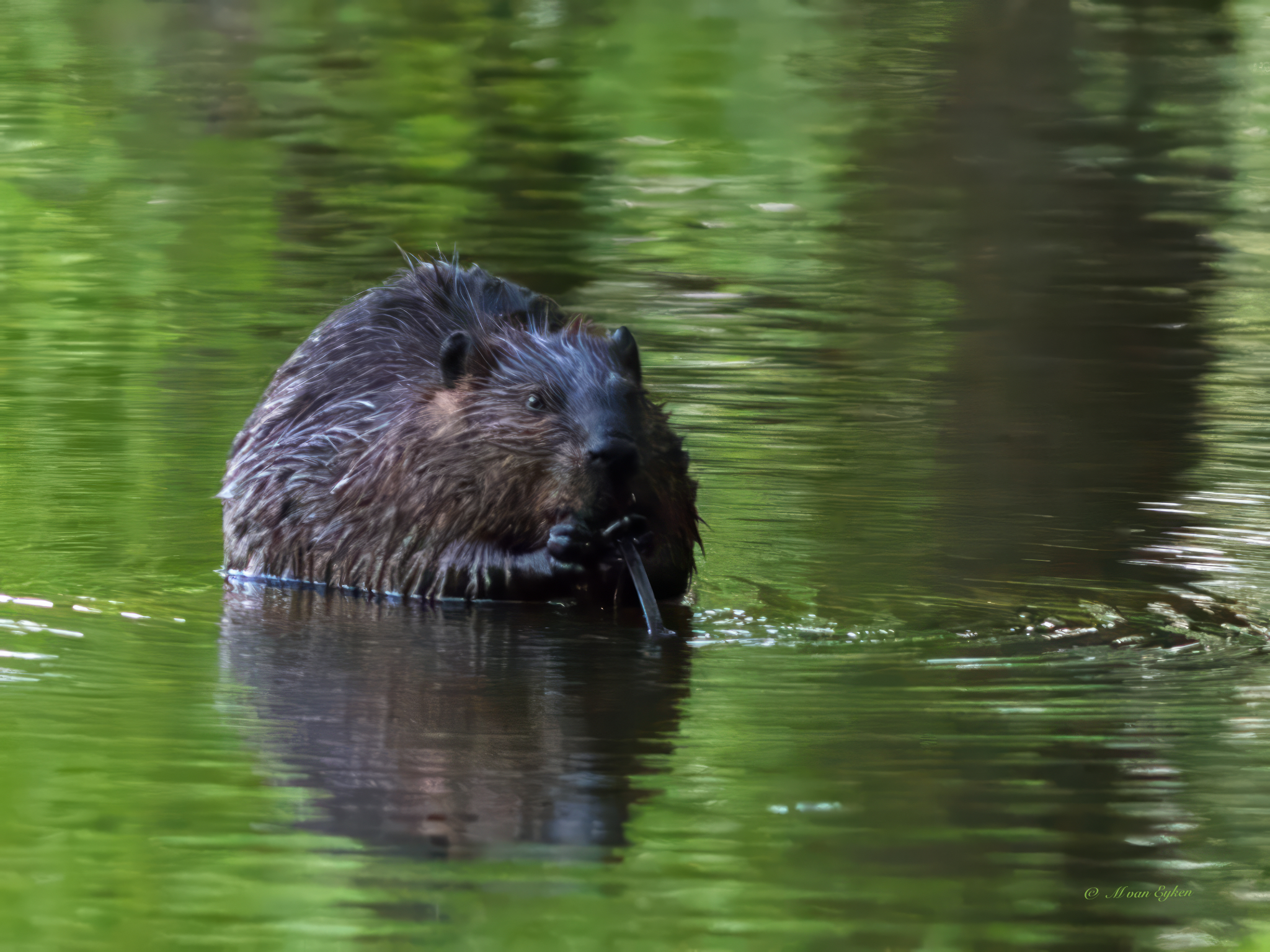 Beaver at Dusk, Miller Marsh