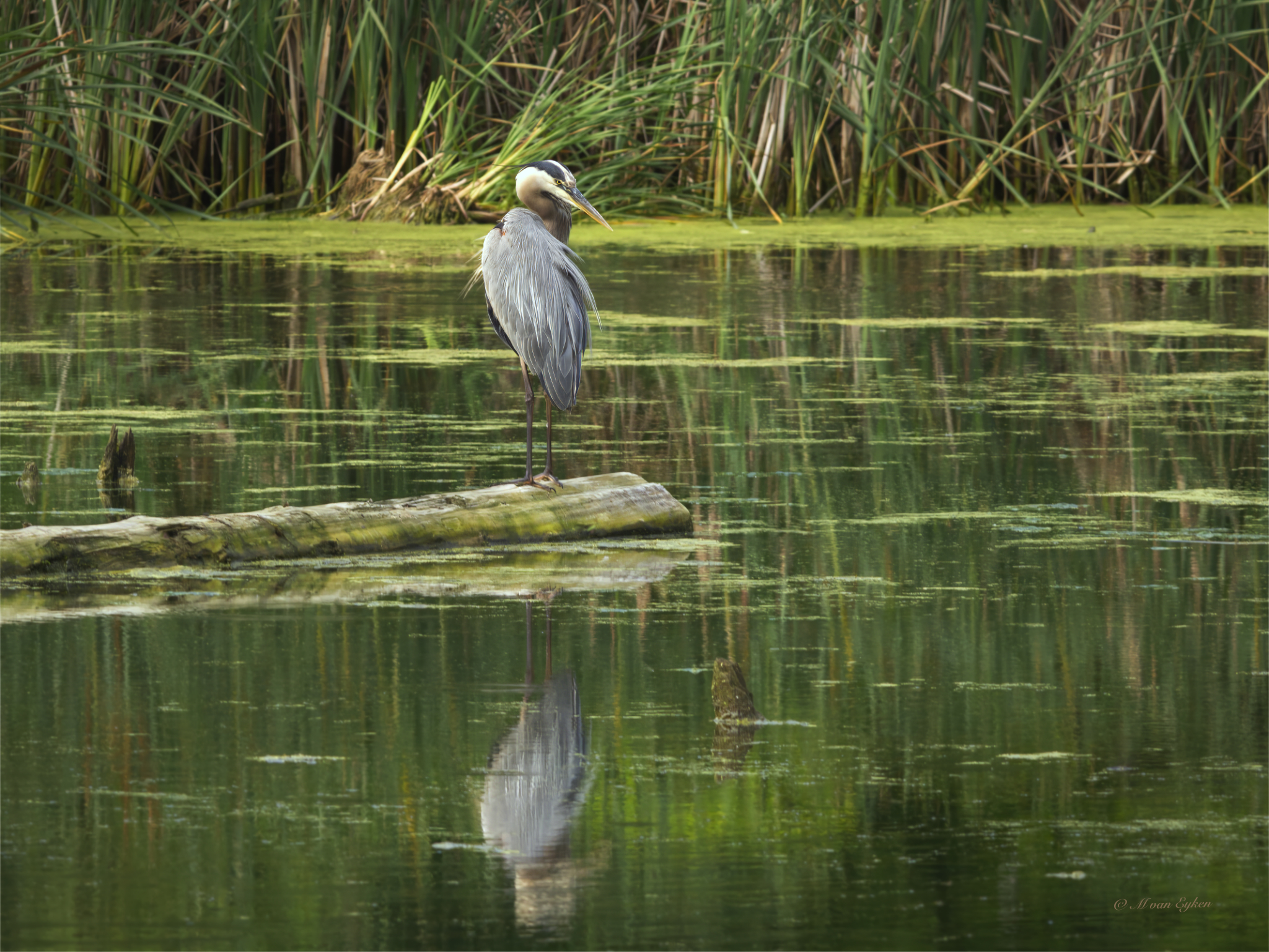 Great Blue Heron, Miller Marsh