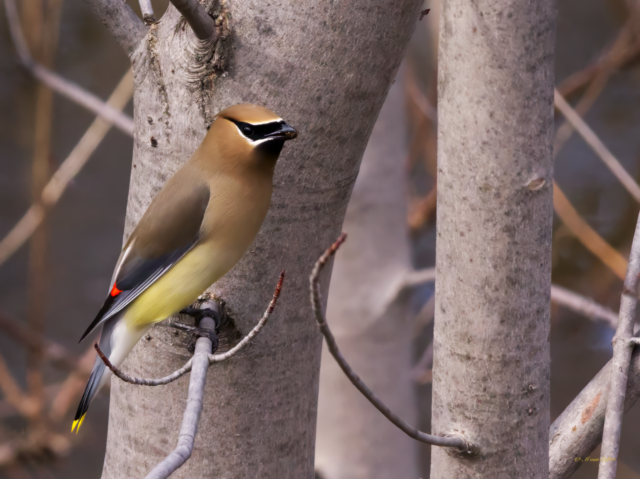 Silent Visitor — Cedar Waxwing at Tylee Marsh
