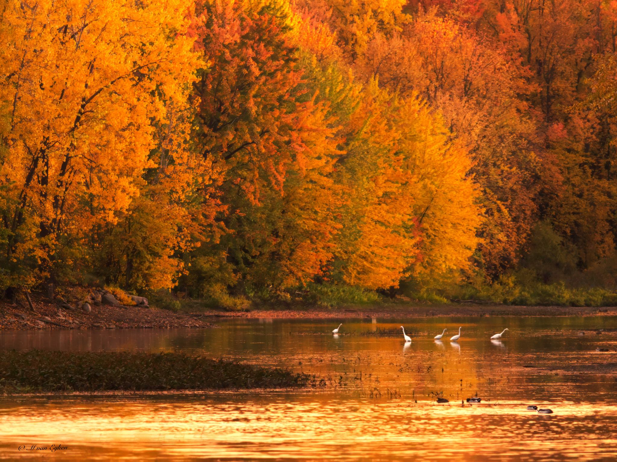 Great Egrets, Golden Hour at Tylee Marsh