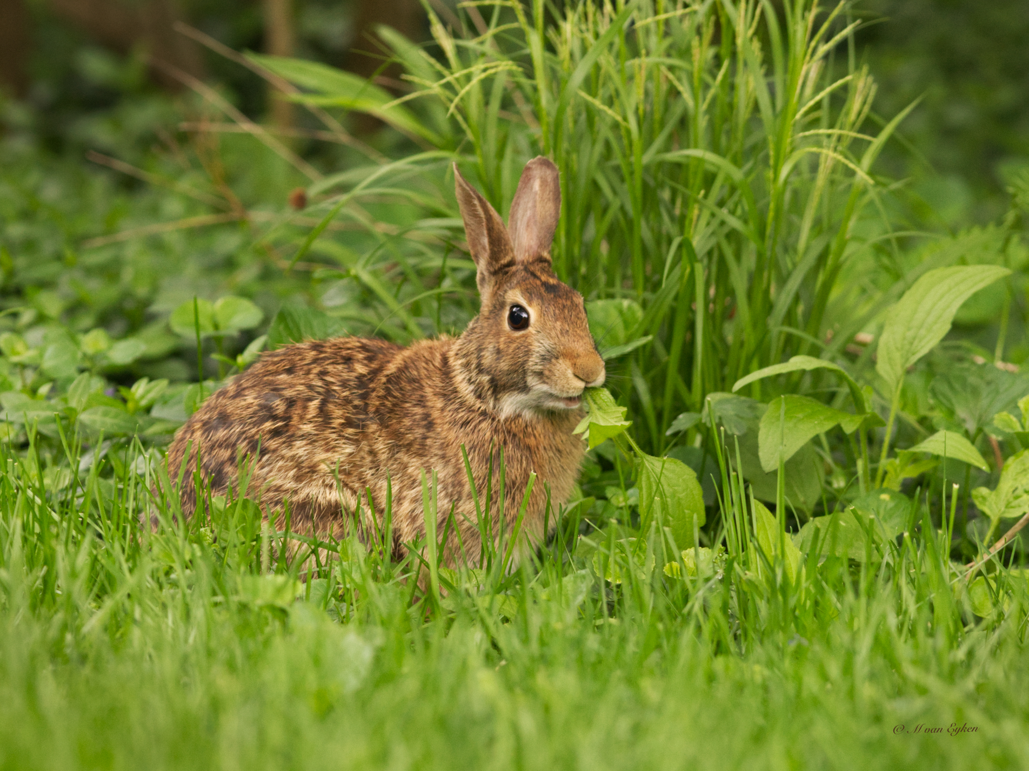 Still Life in Clover — Eastern Cottontail