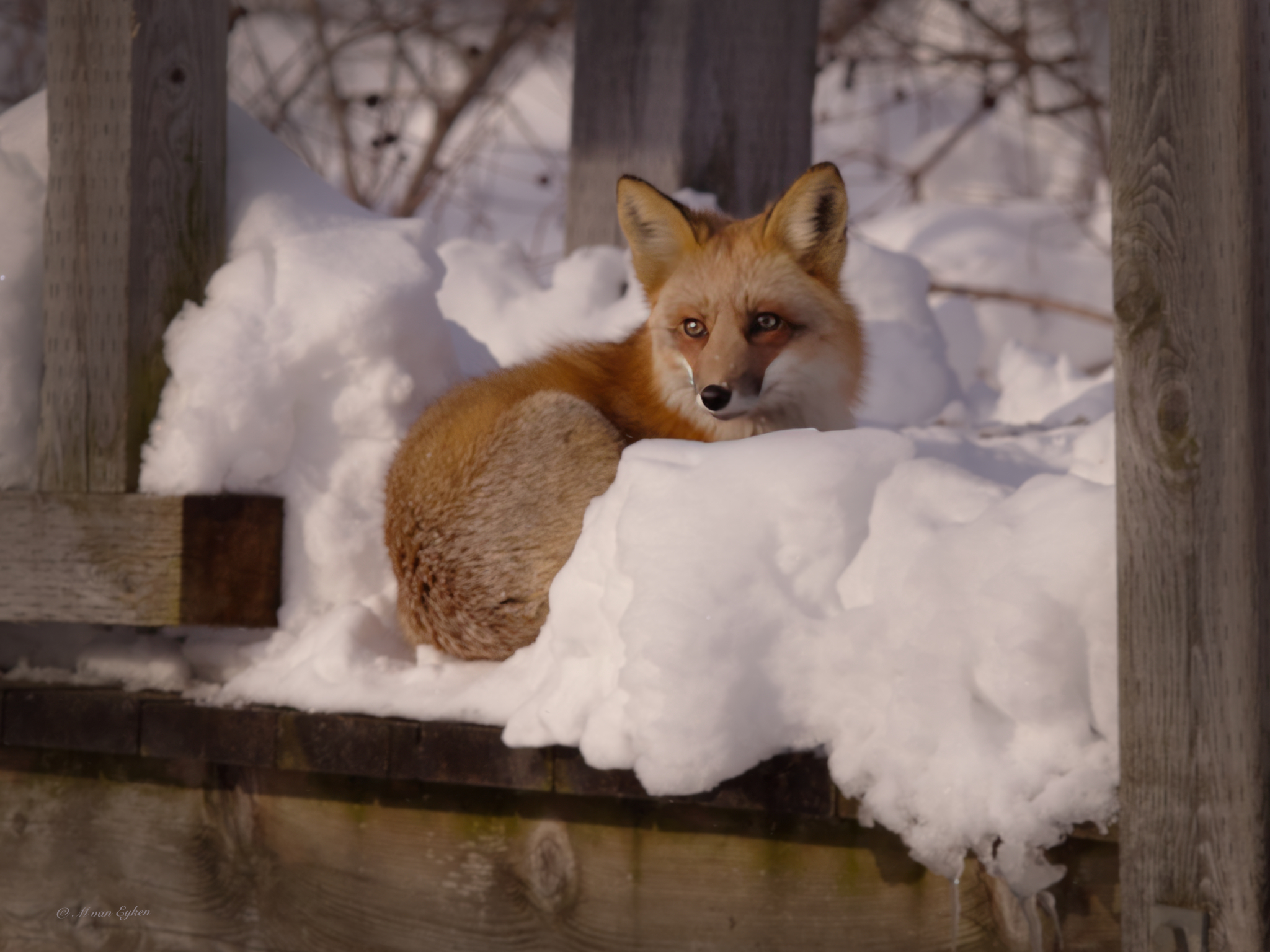 Red Fox, Sunbathing Tylee Marsh
