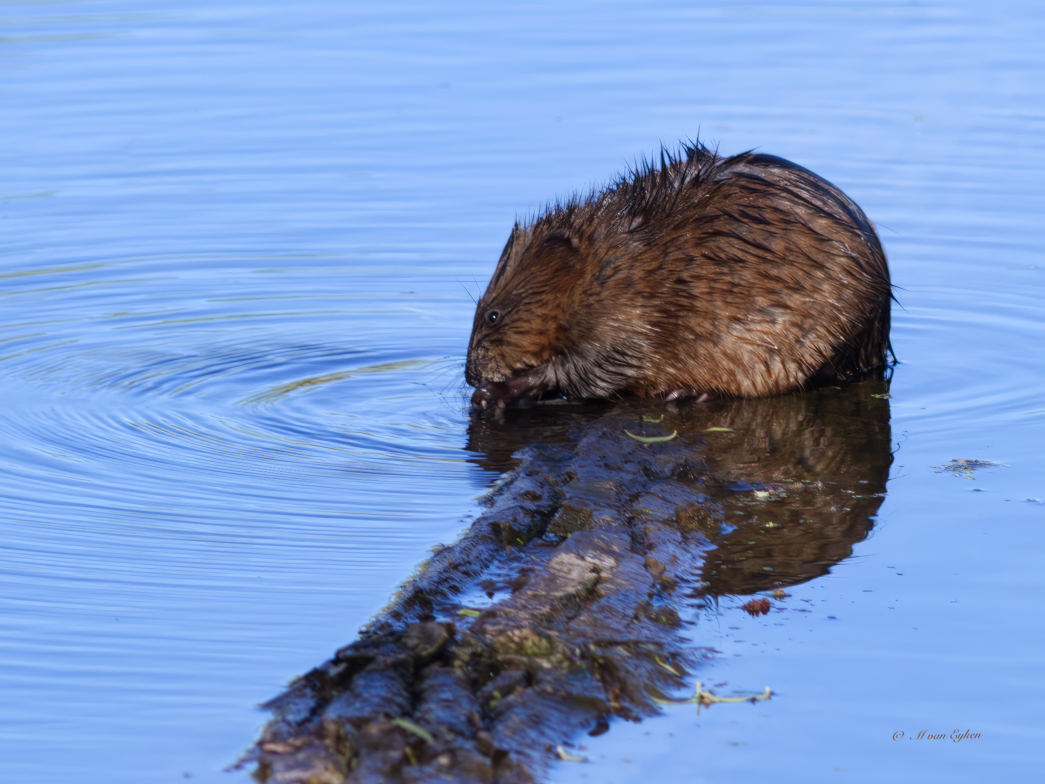 Muskrat, Miller Marsh