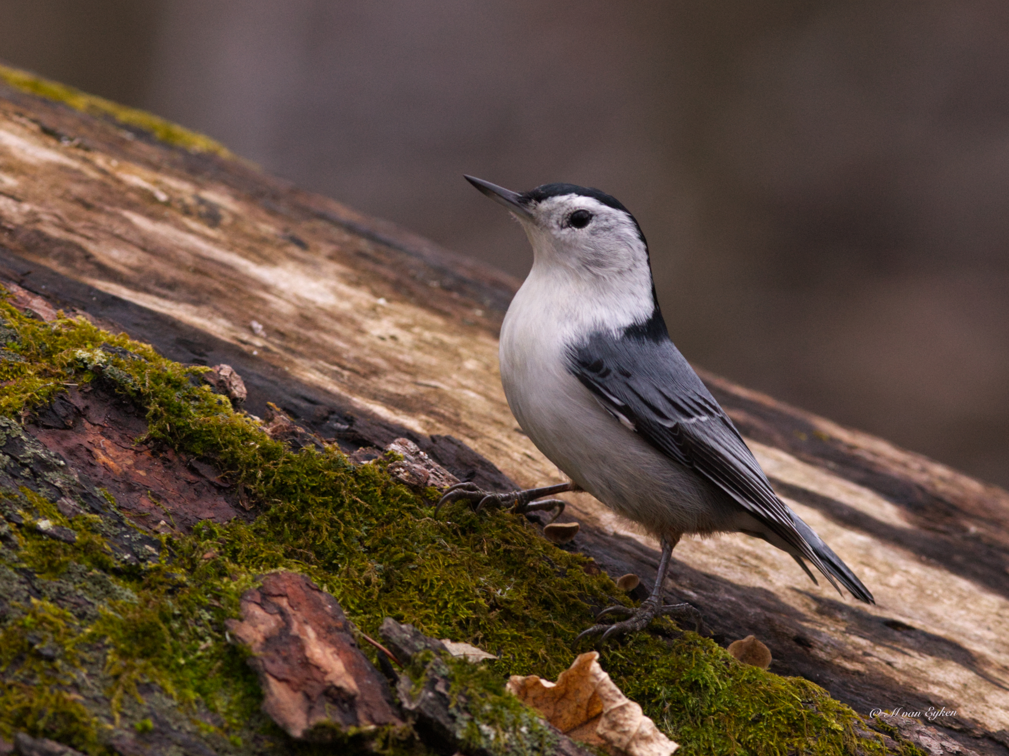 Pause on a Mossy Stage – White-breasted Nuthatch