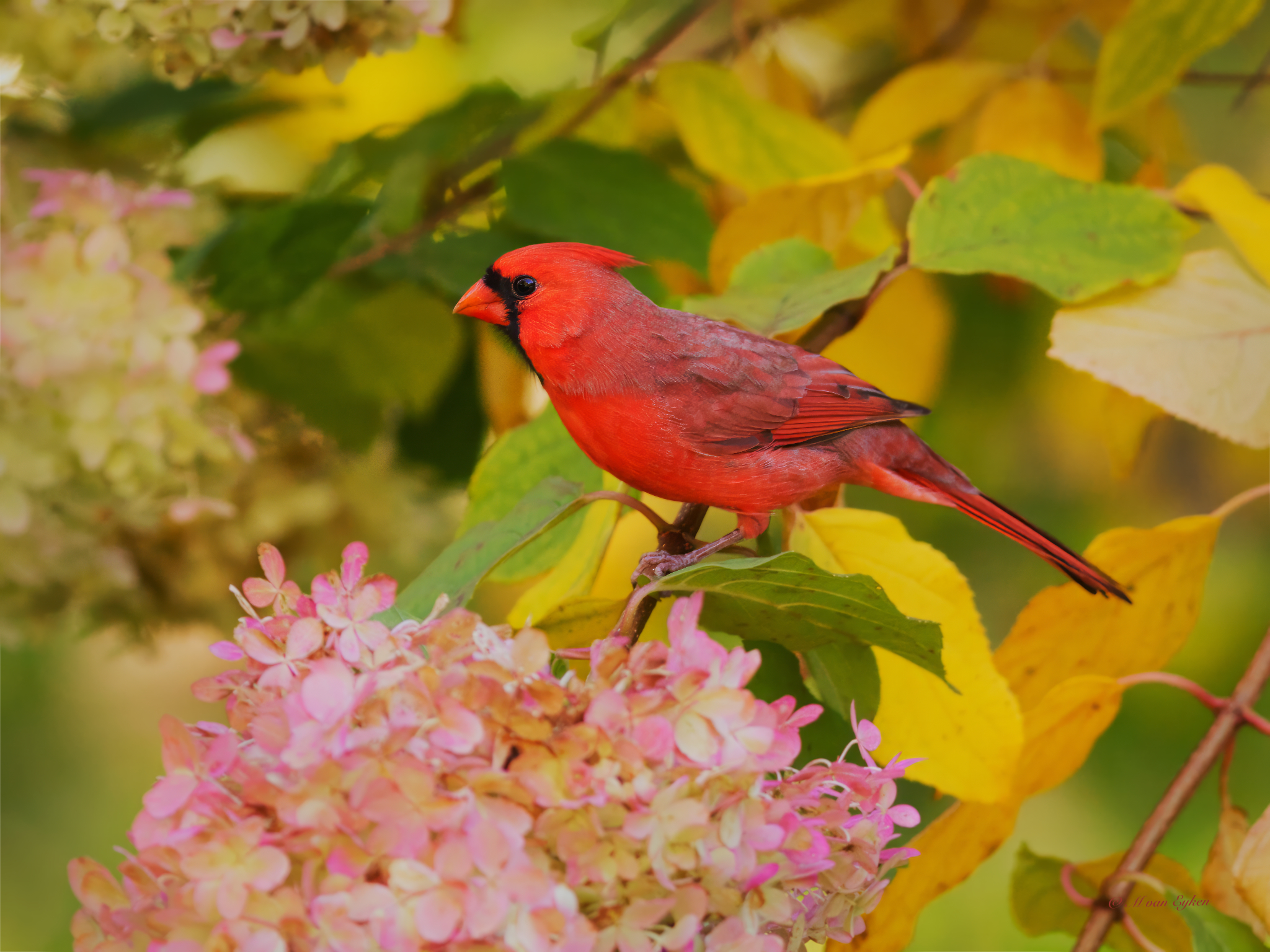 Northern Cardinal on Hydrangea