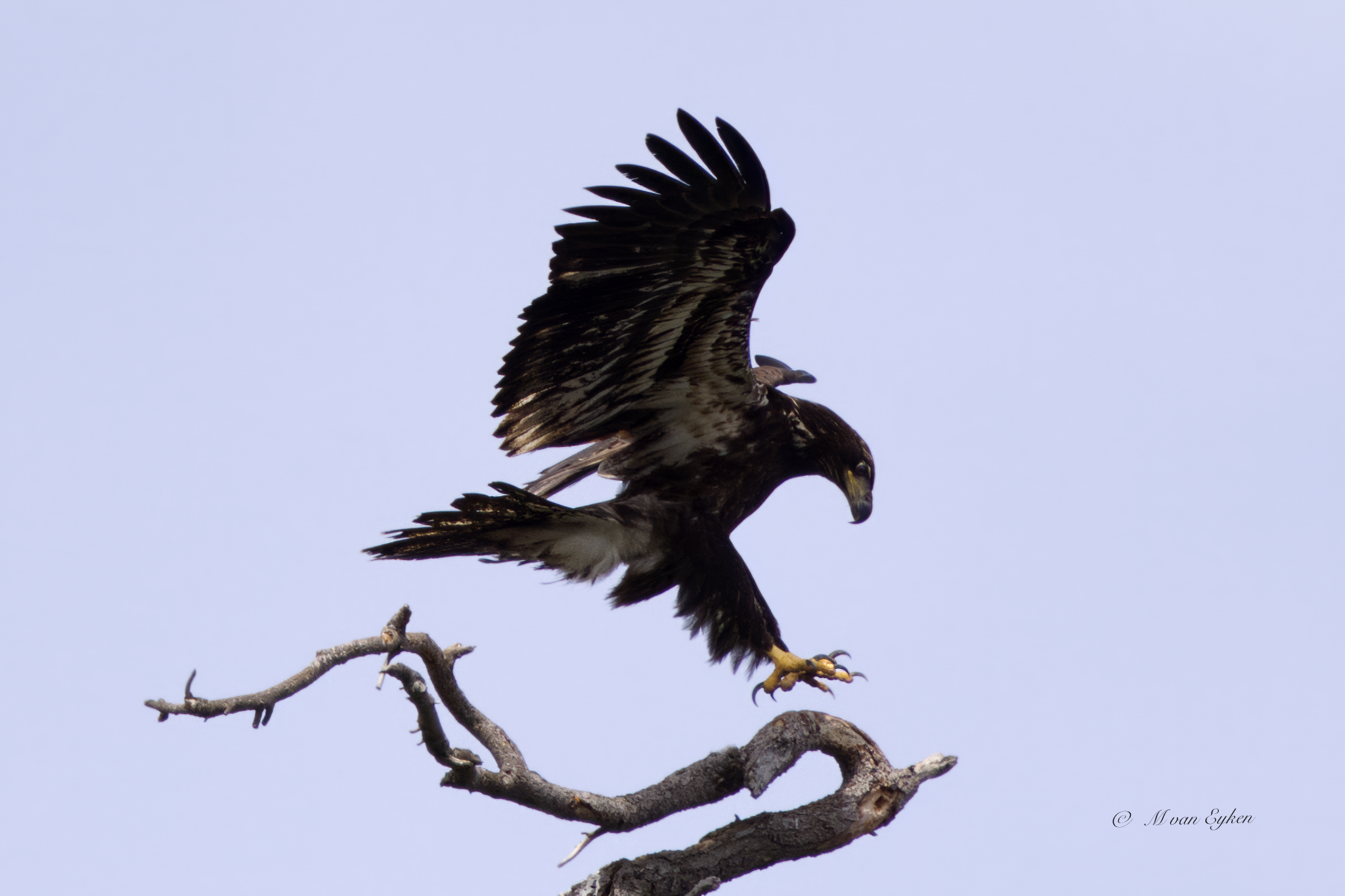 A juvenile bald eagle spreads its wings at the moment of landing on a weathered dead snag against an open sky.