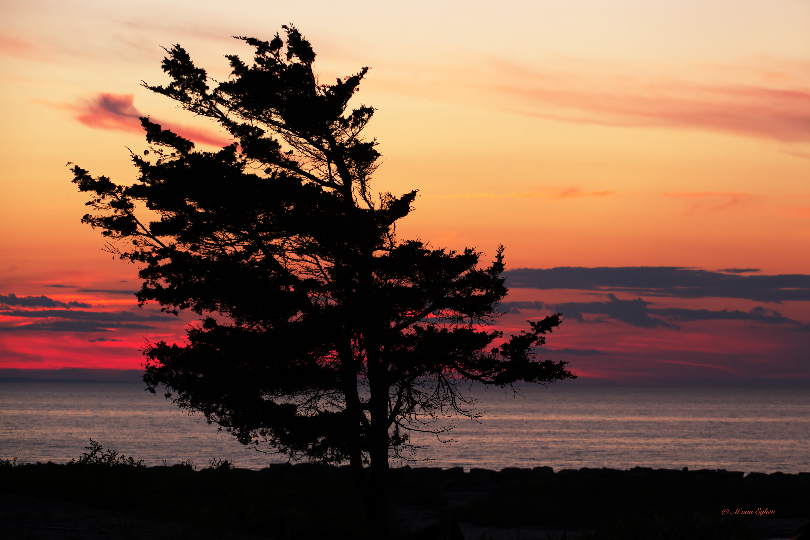 Windswept Sentinel, Dennis Cape Cod