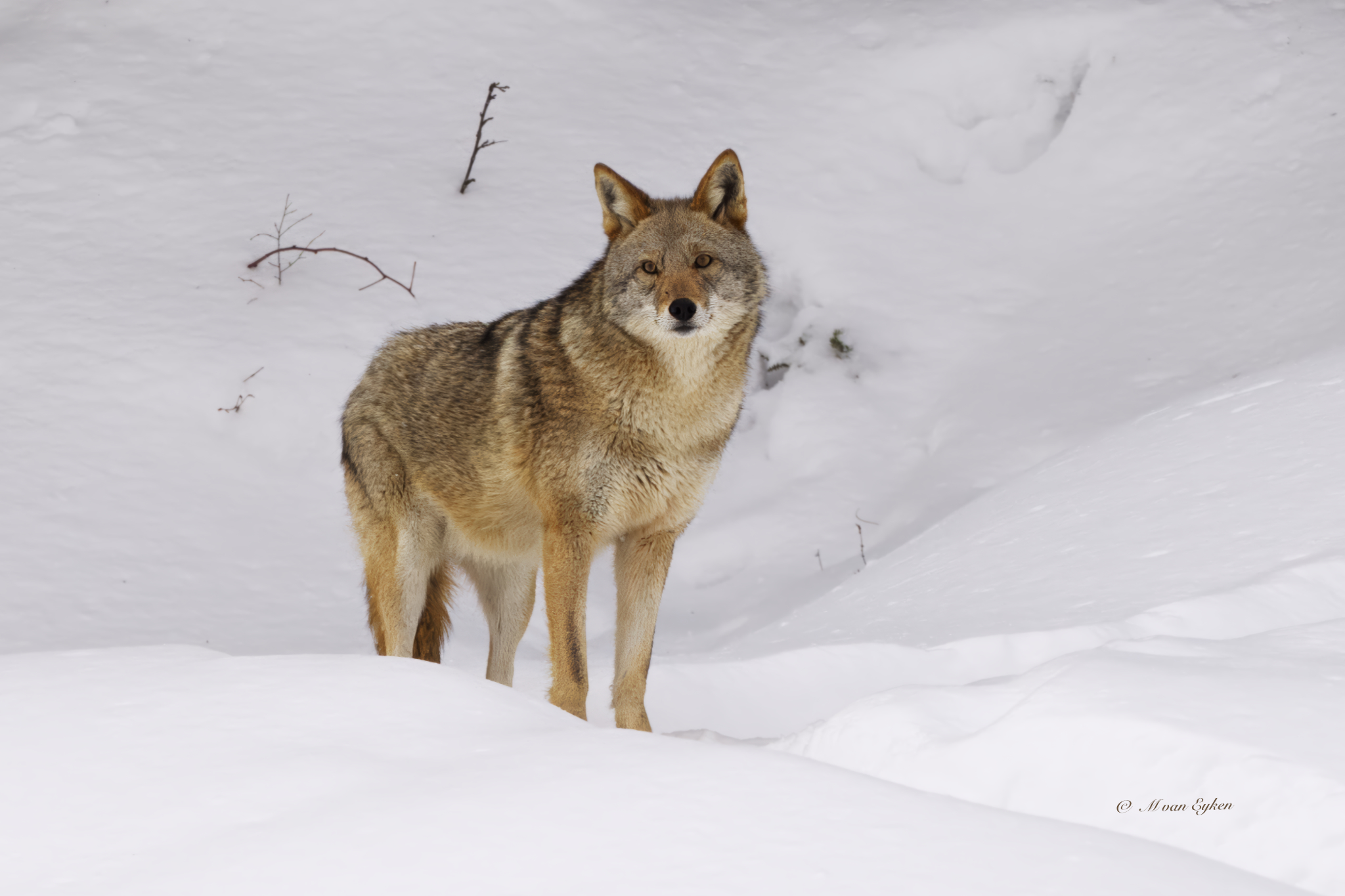 A coyote surveys its snowy surroundings at Omega Wildlife Park, Quebec.