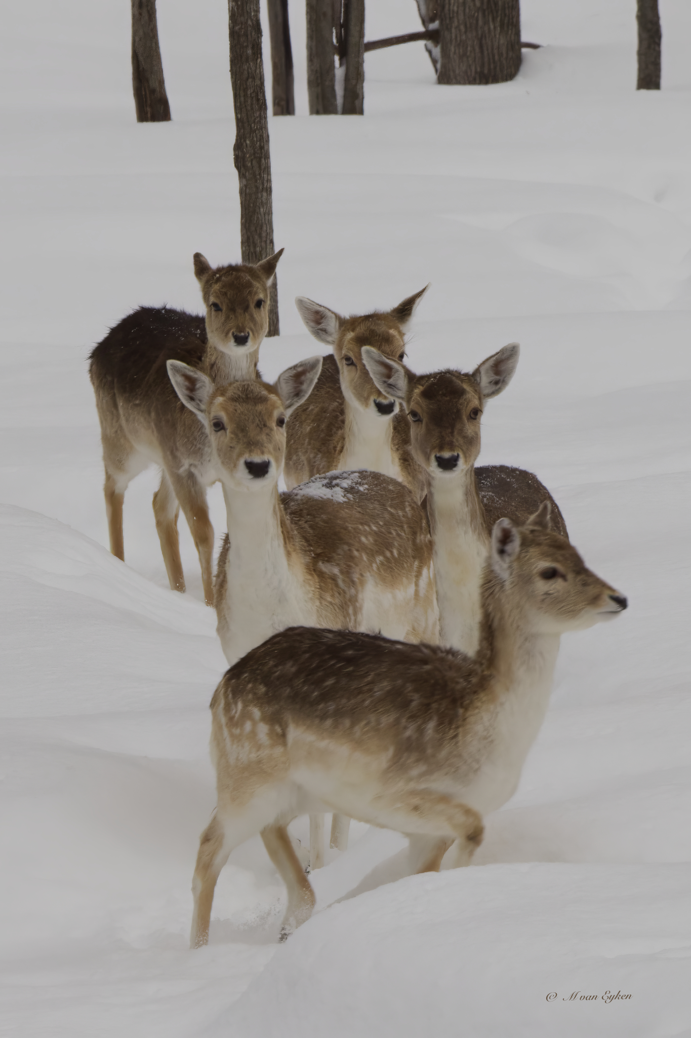 Five Fallow deer walking through snowdrifts in Parc Omega.