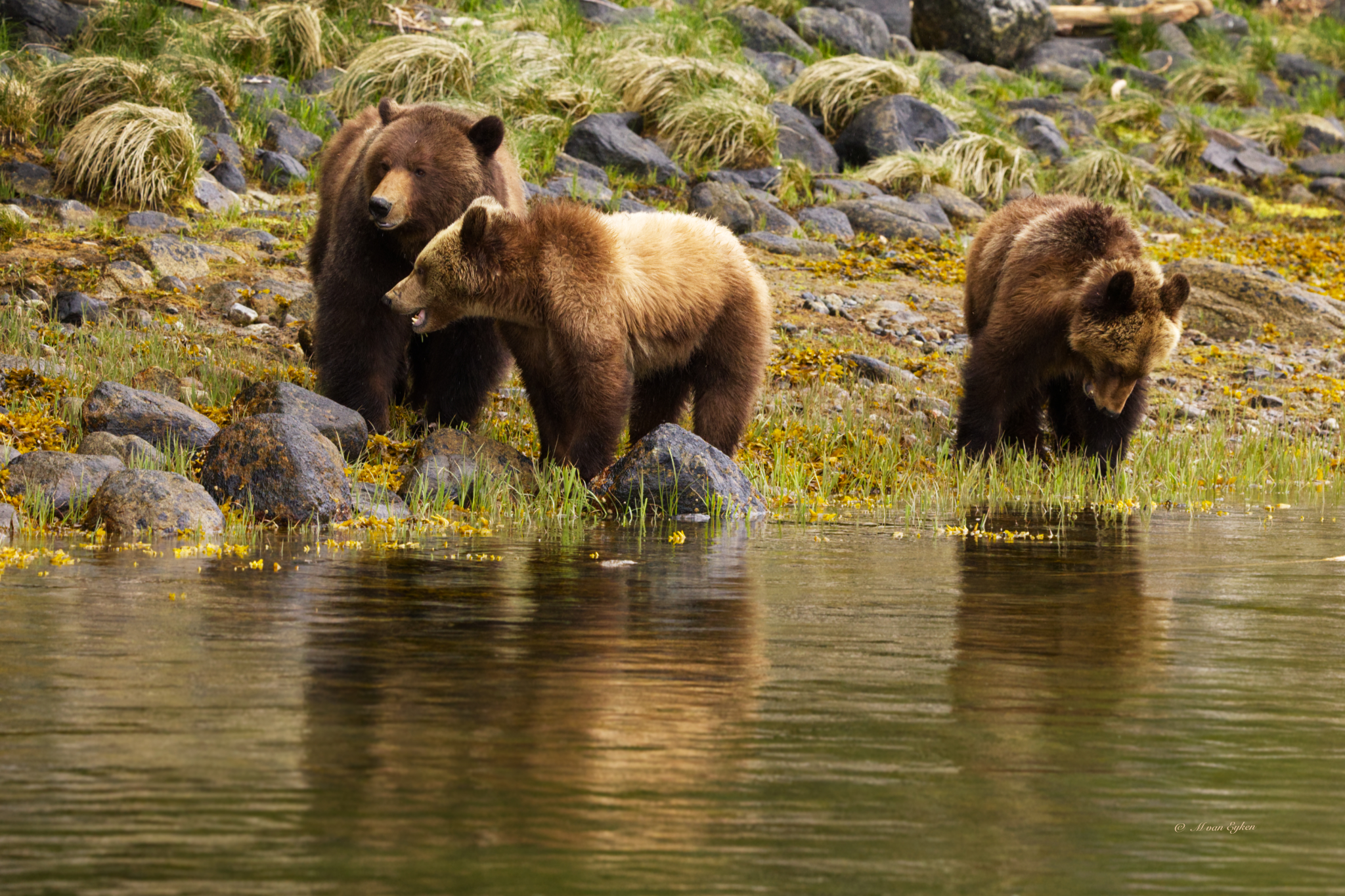 A grizzly sow and her two cubs forage the intertidal edge of a coastal BC inlet at low tide.