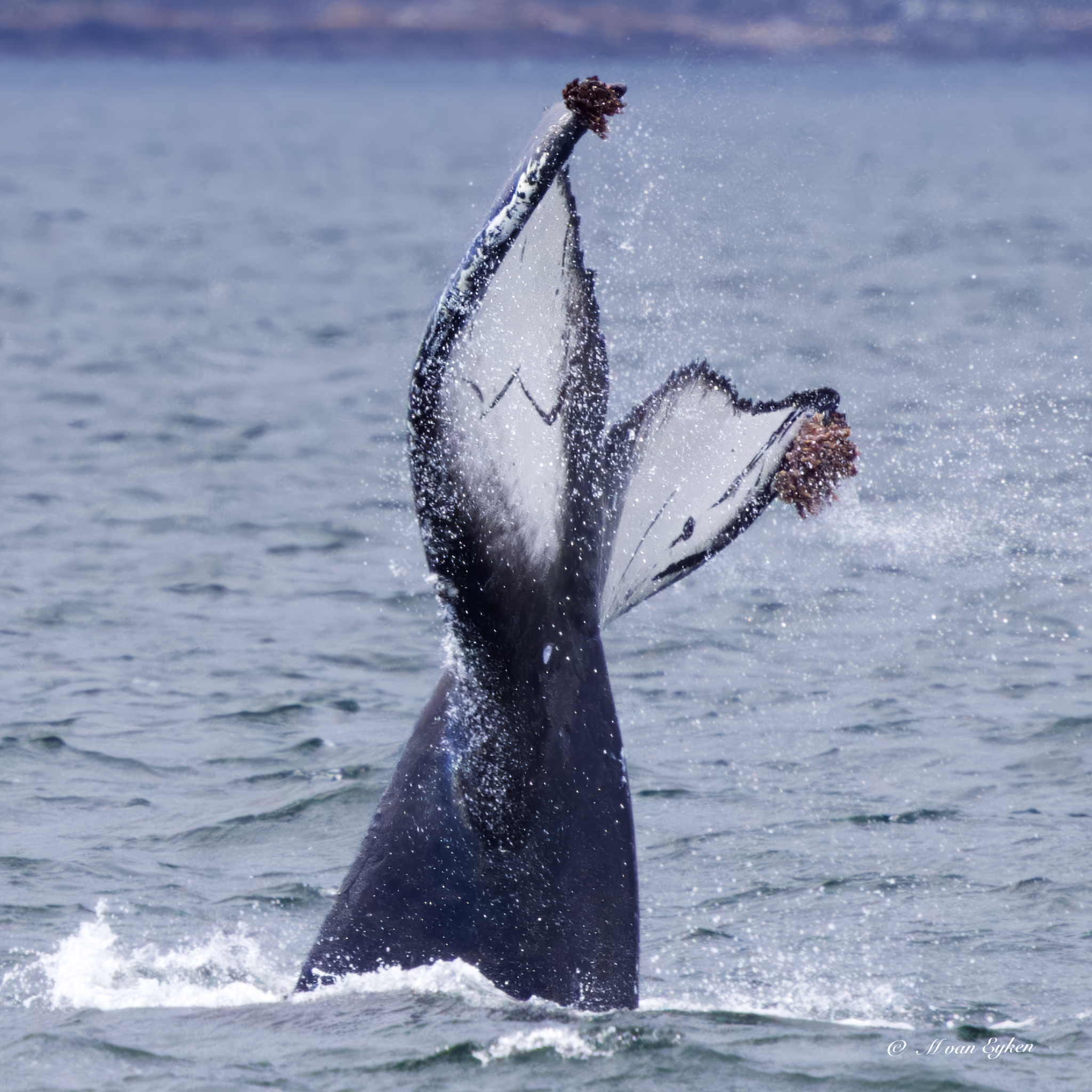 A humpback whale raises its fluke above the Strait of Juan de Fuca before slipping back into the deep.