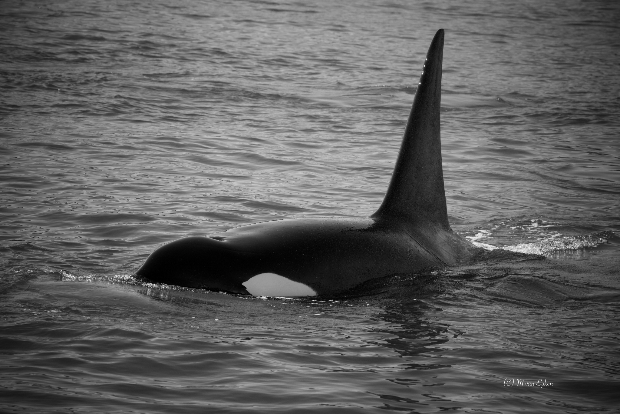 An adult male orca surfaces beside a drifting boat, the pod hunting nearby.
